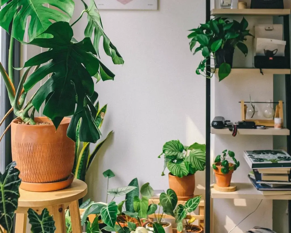 Séparer une pièce en deux sans travaux, 10 idées faciles, Utiliser des plantes comme séparateurs naturels